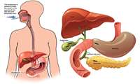 مانومتري ERCP: مقدمة ودراسة شاملة